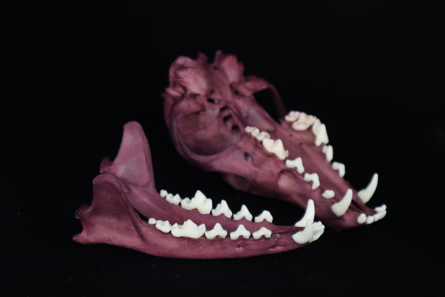 Naturally Stained Red Fox Skull