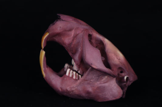 Naturally Stained Beaver Skull