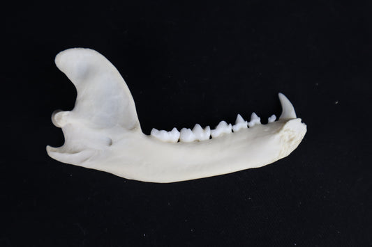 Raccoon Mandible - Partial Craft Quality