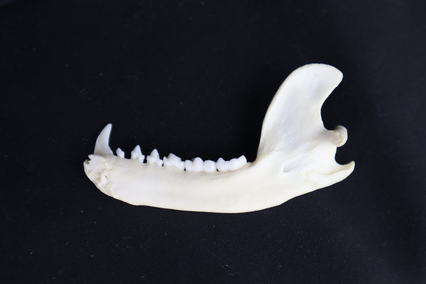 Raccoon Mandible - Partial Craft Quality