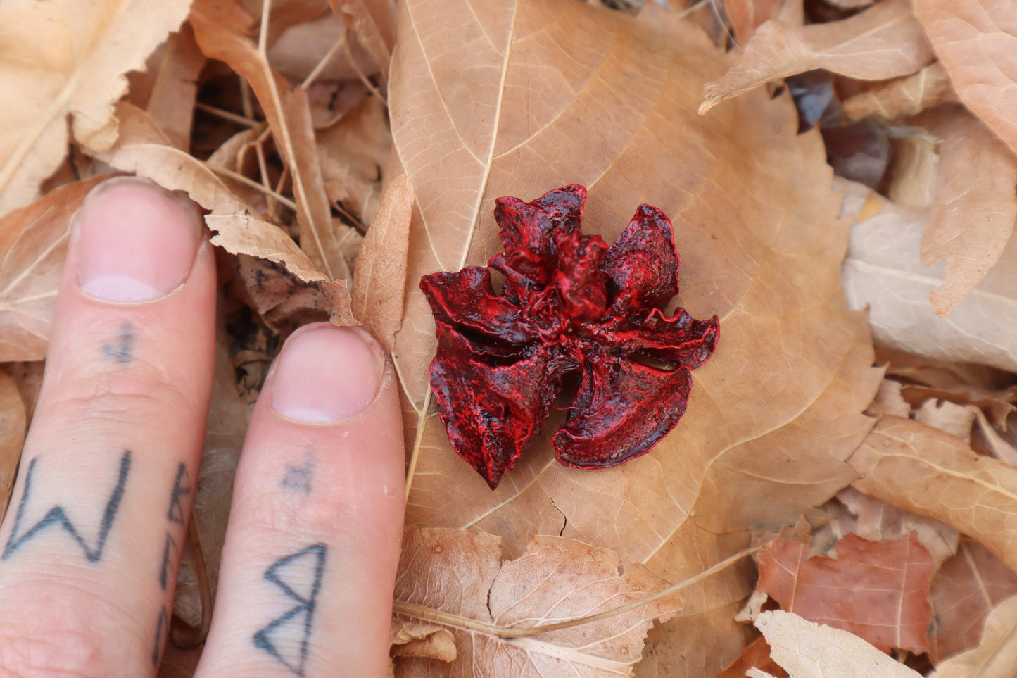 Dry Preserved Kitten Lungs