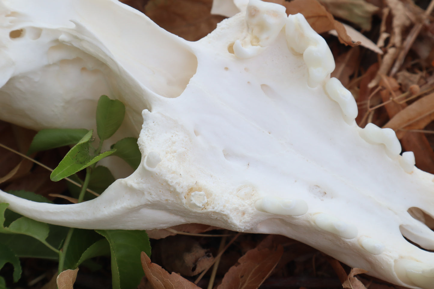 Geriatric Coyote Skull