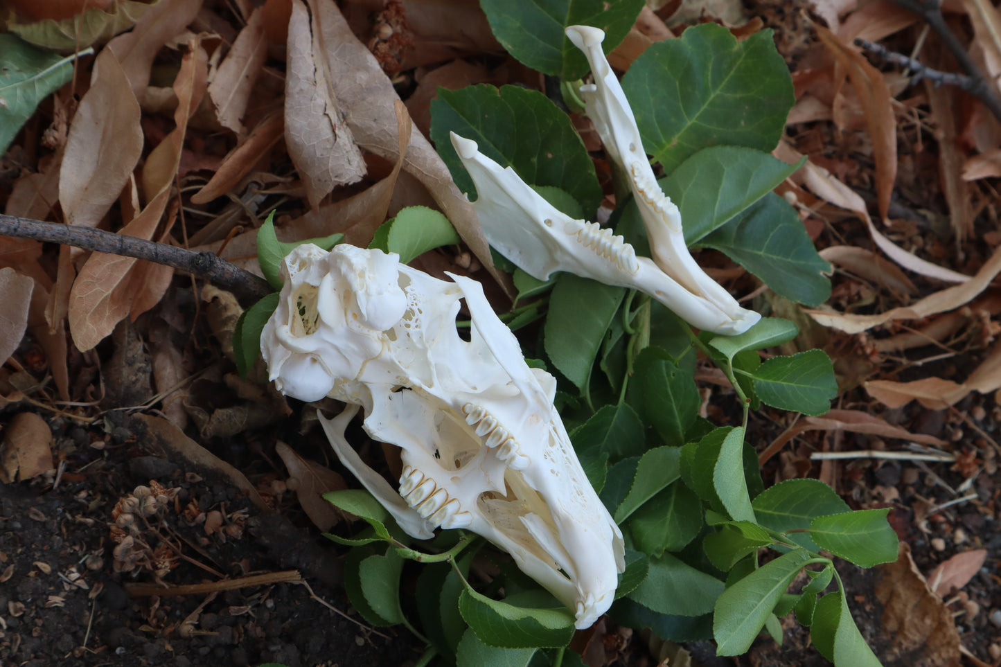 Jack Rabbit Skull