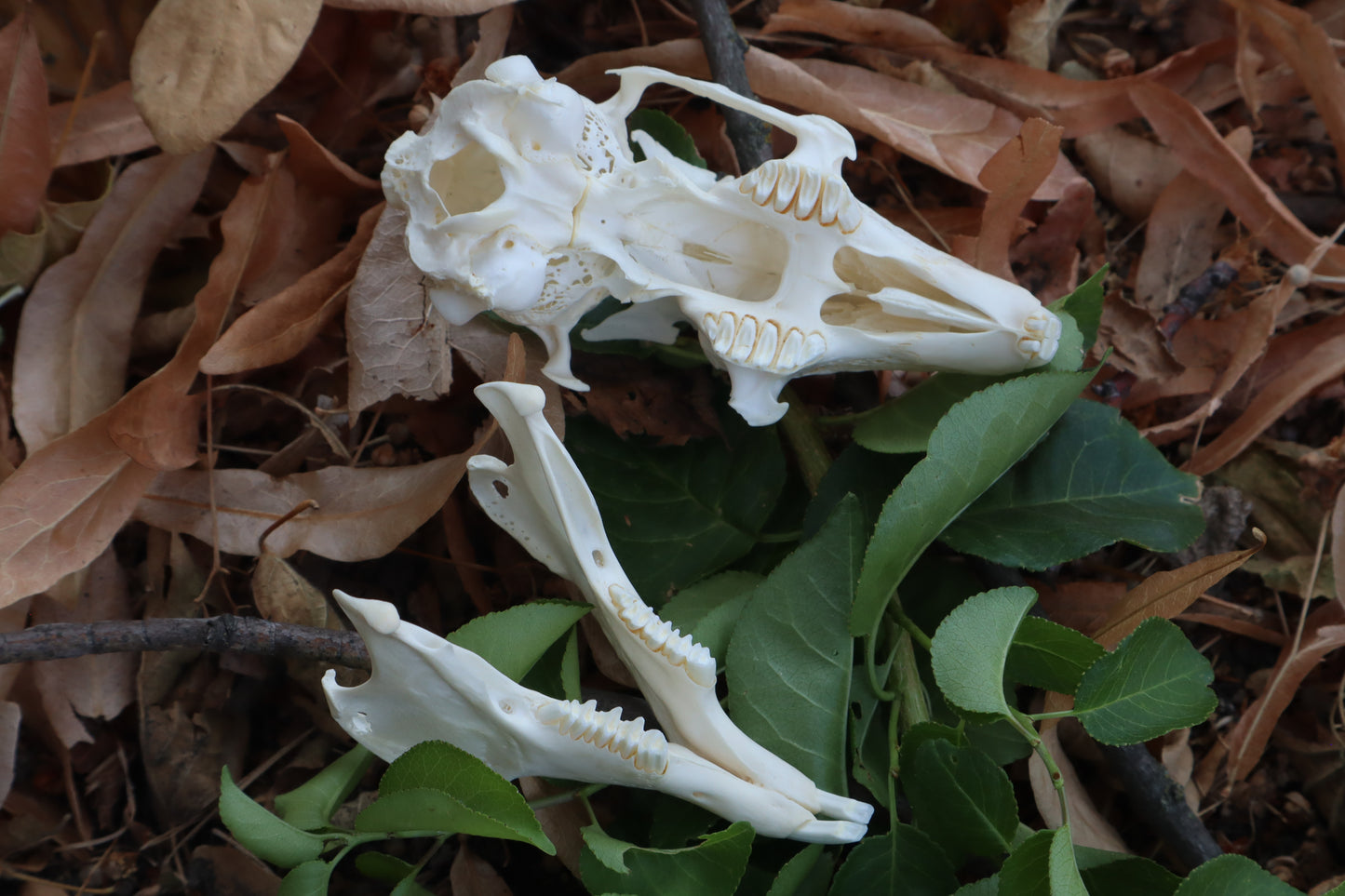 Jack Rabbit Skull