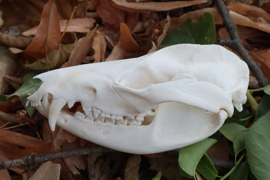 Opossum Skull