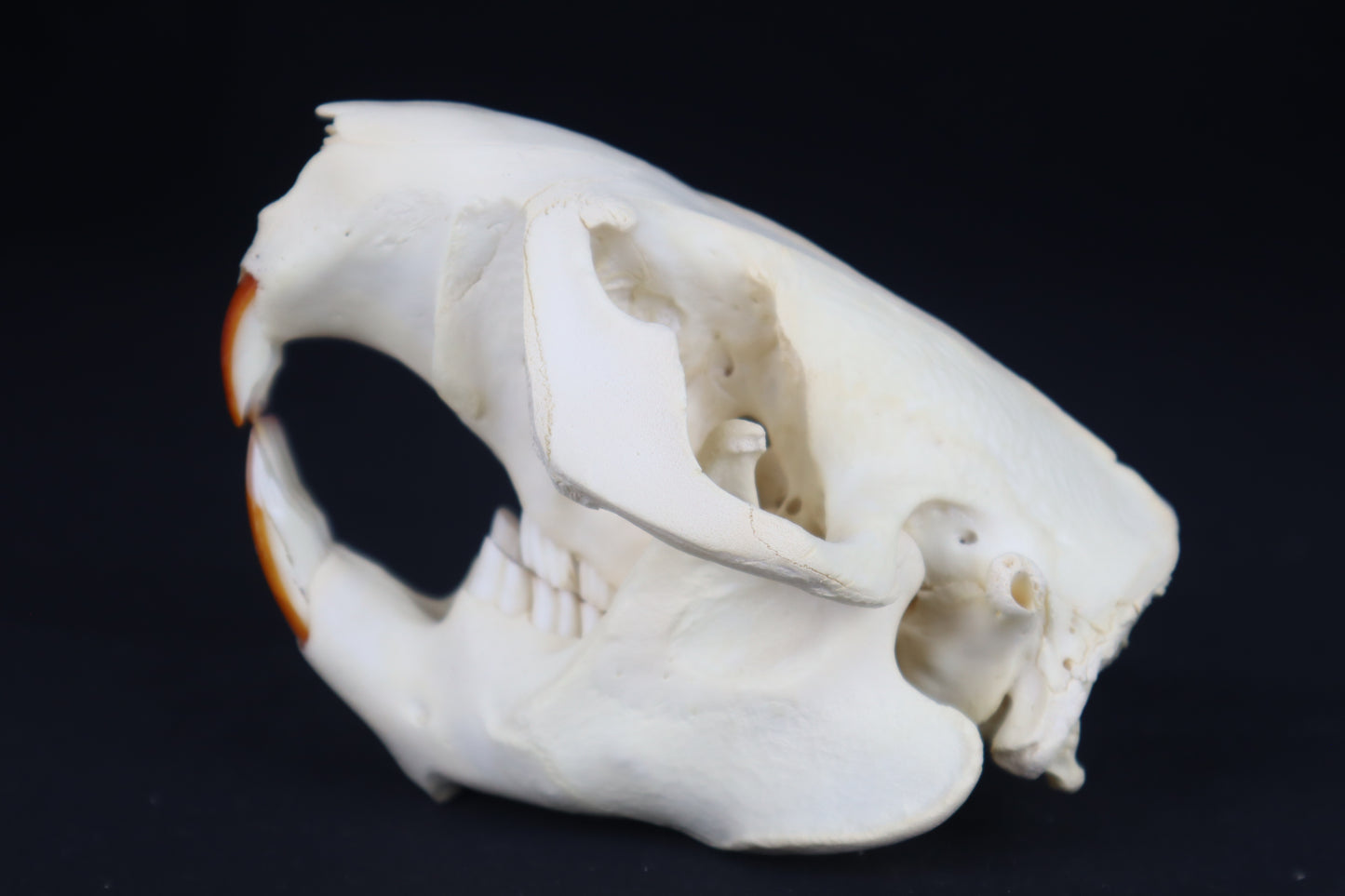 Beaver Skull