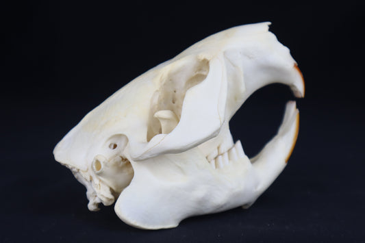 Beaver Skull
