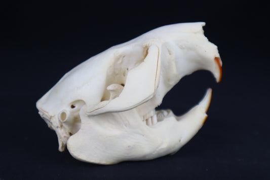 Juvenile Beaver Skull