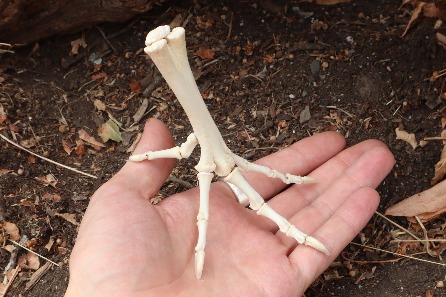Chicken Foot Articulation