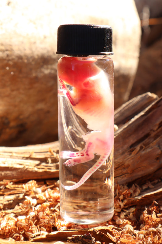 Diaphonized Baby Mouse