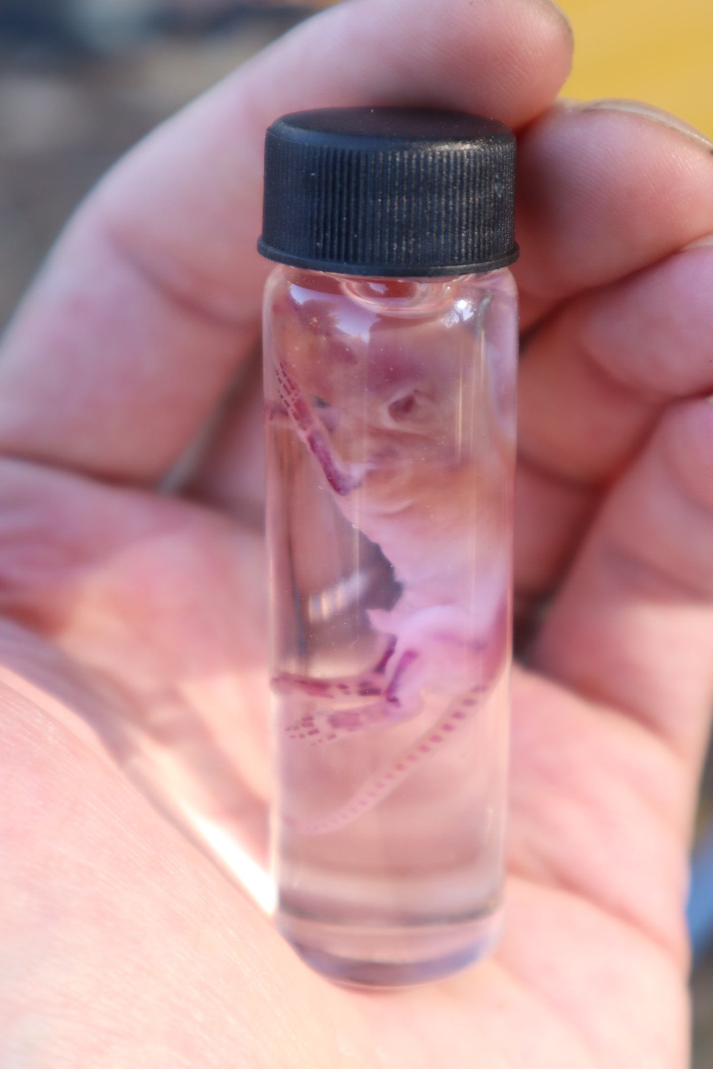 Diaphonized Baby Mouse