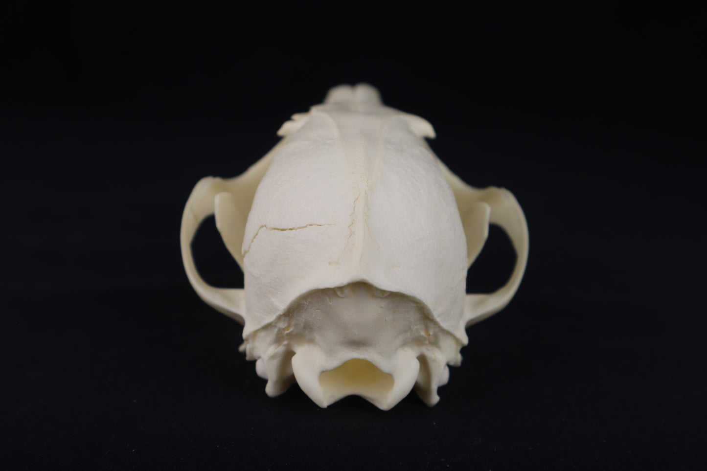 Damaged Red Fox Skull