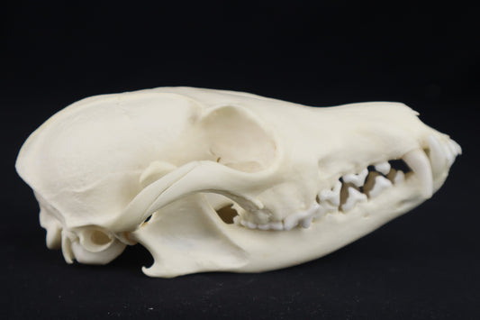 Red Fox Skull