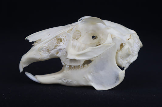 Jack Rabbit Skull