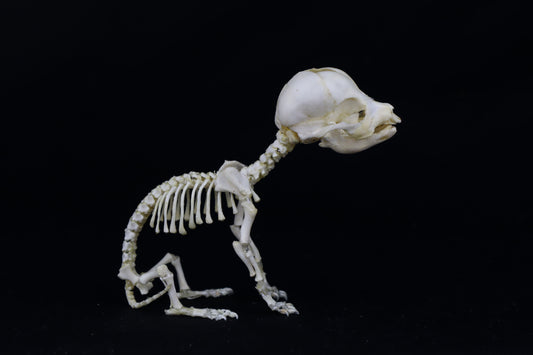 Articulated Stillborn Chihuahua Skeleton