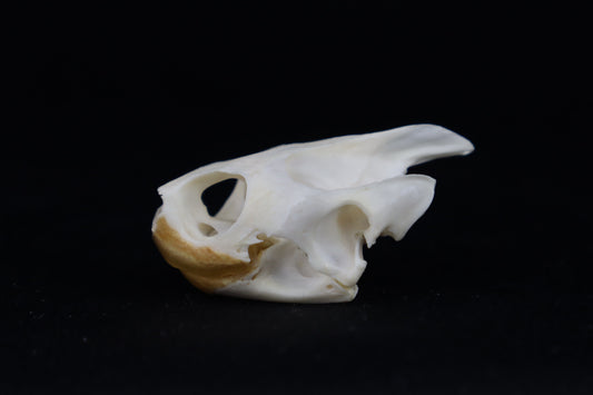 Red Eared Slider Turtle Skull