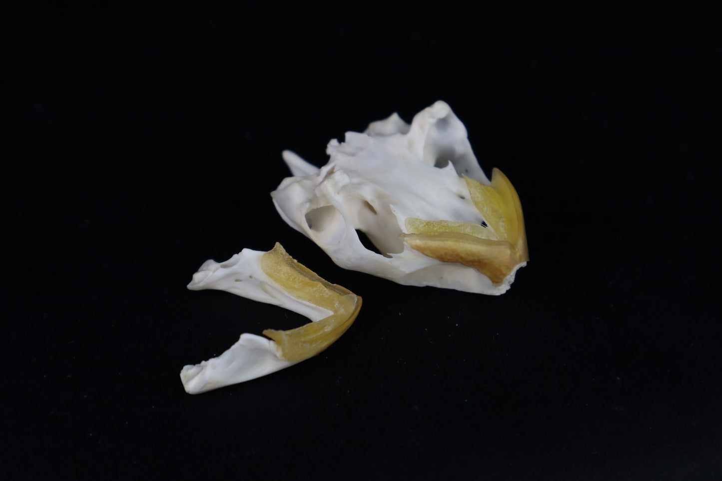 Red Eared Slider Turtle Skull