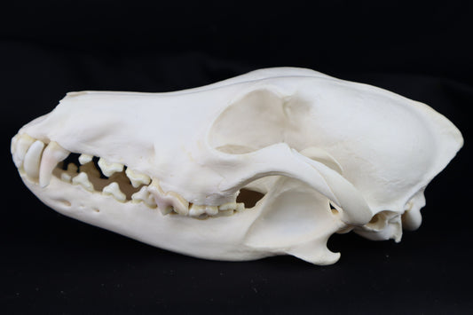 Coyote Skull