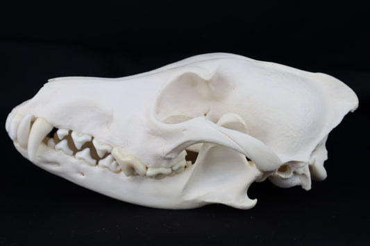 Coyote Skull