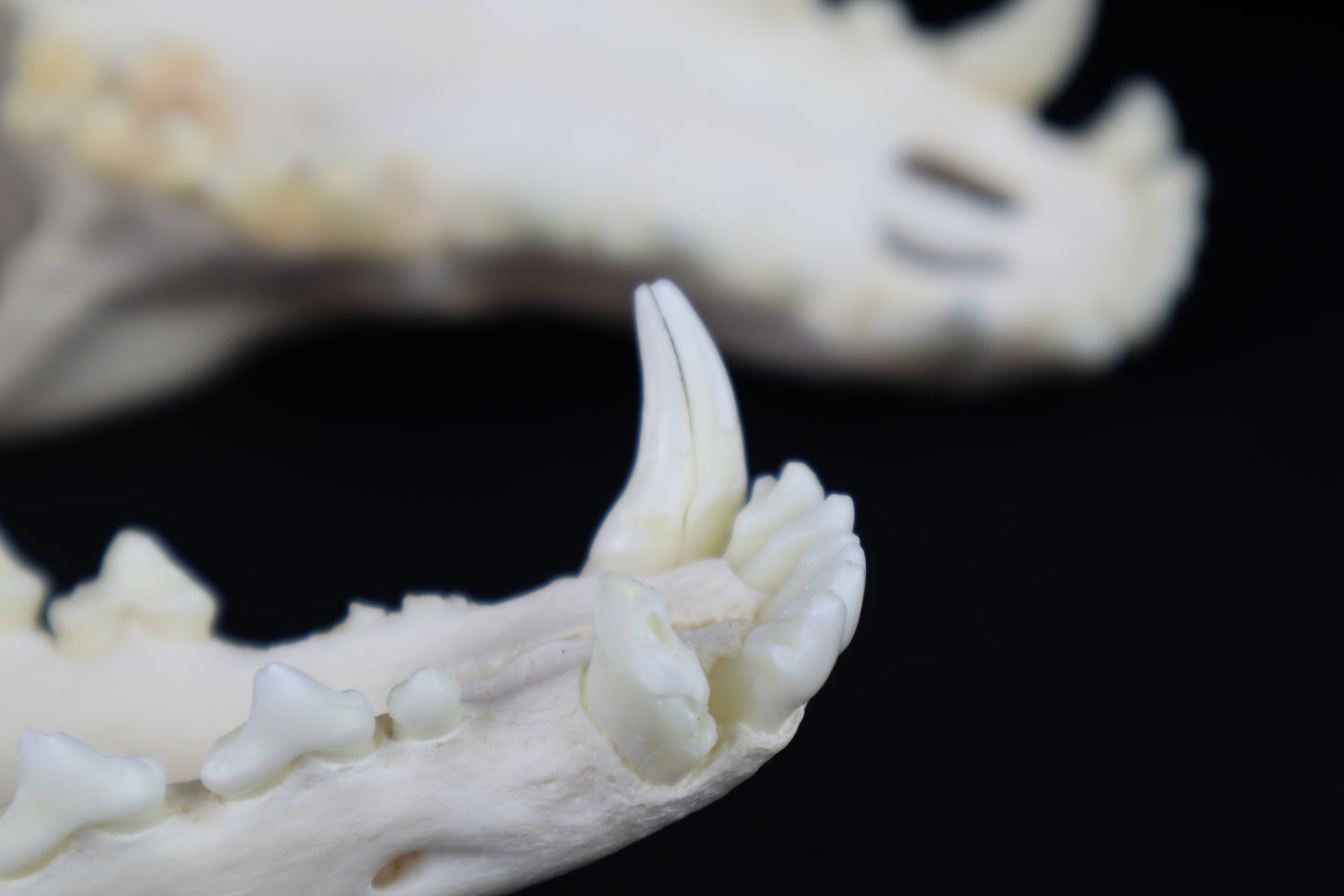 Coyote Skull