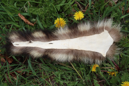 Raccoon Tail