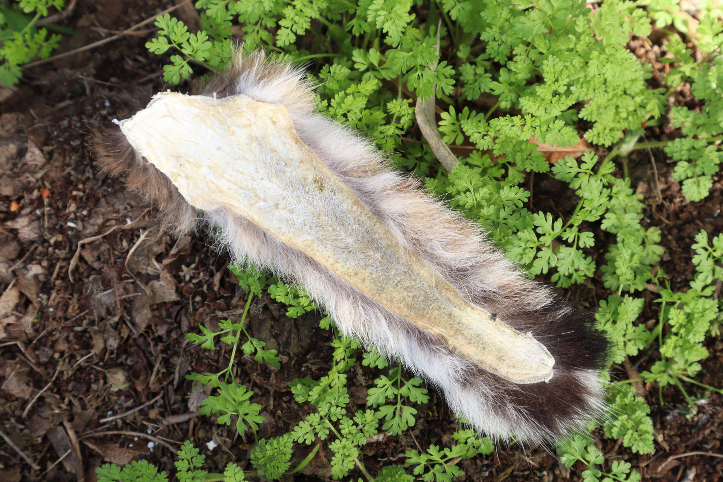 Soft Tanned Bobcat Tail