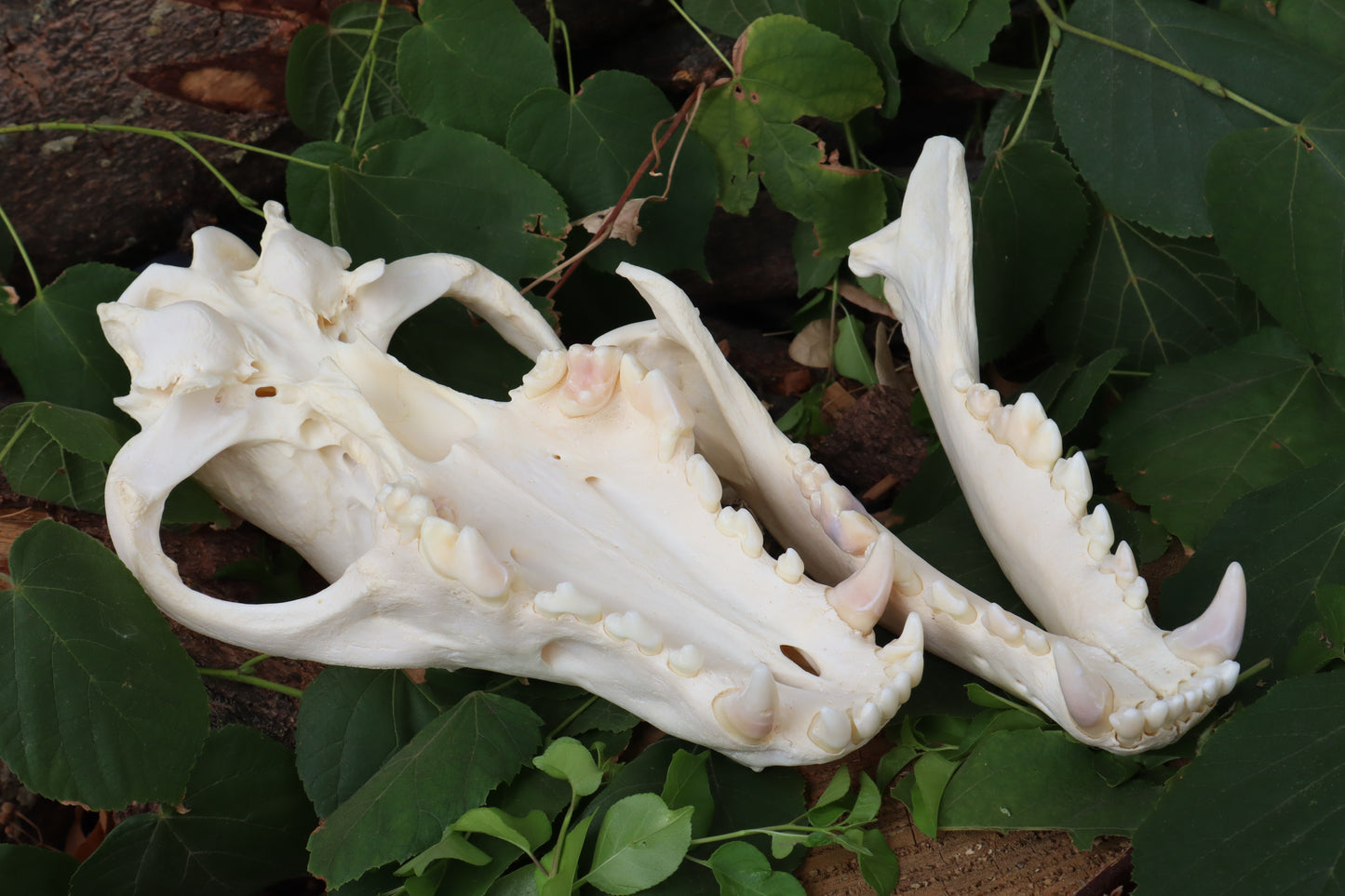 Alaskan Gray Wolf Skull