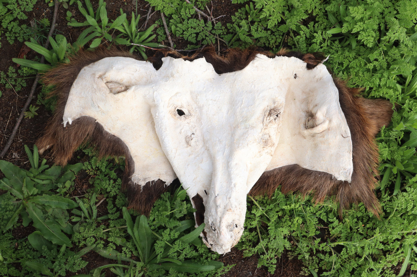 Craft Soft Tanned Elk Face