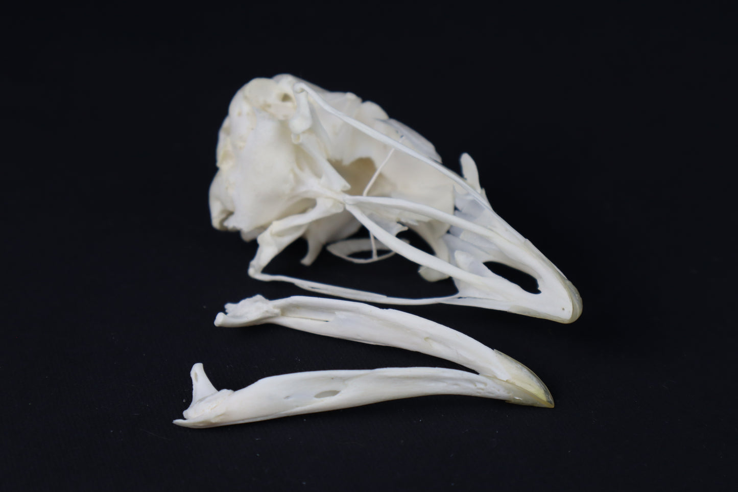 Chicken Skull with Sclerotic Rings