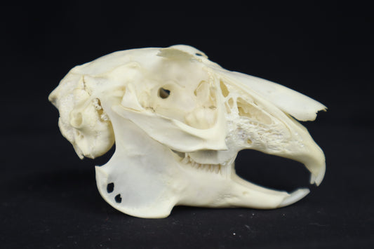 Jack Rabbit Skull