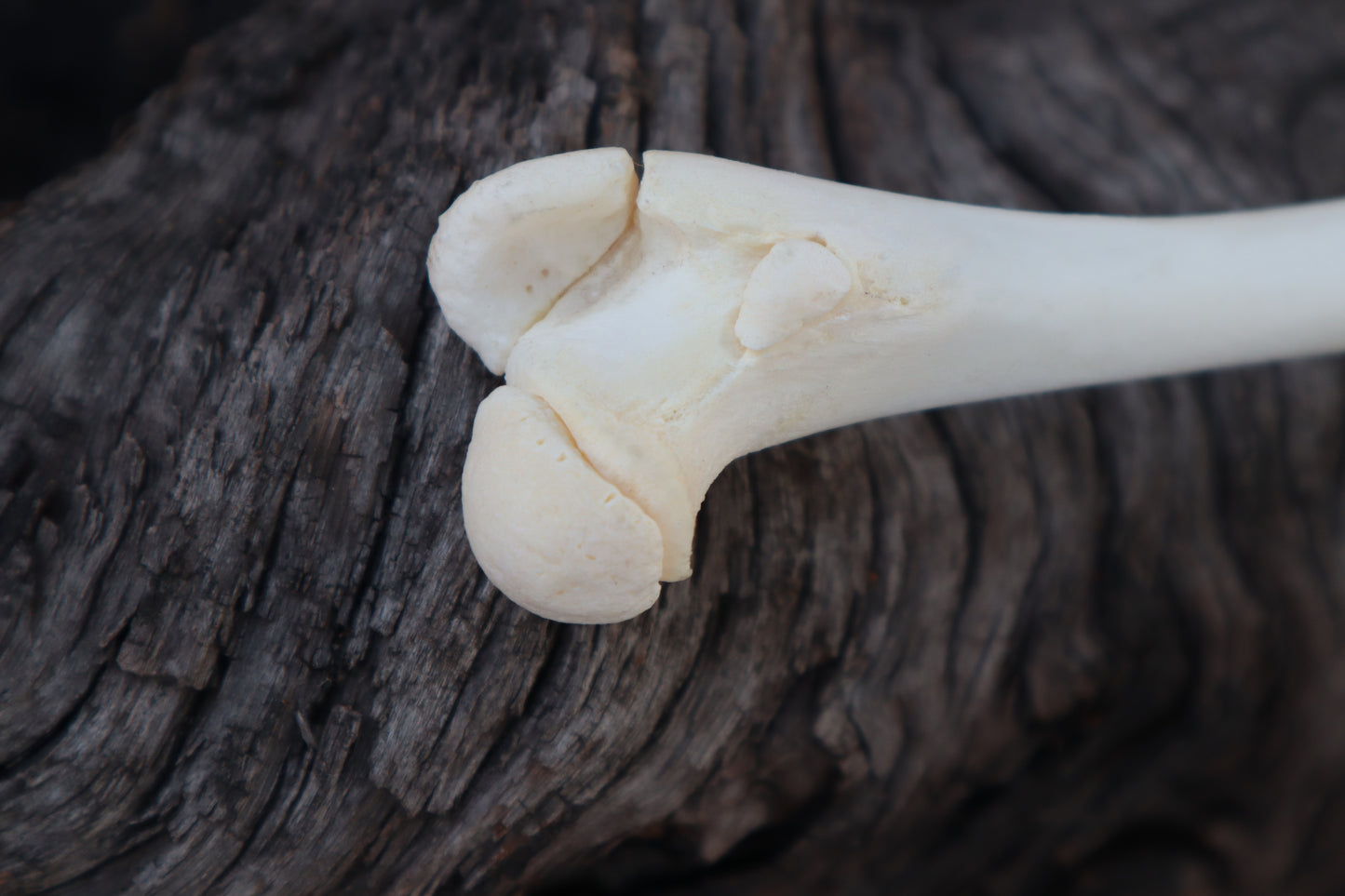 Damascus Whitetail Fawn Femur Athame