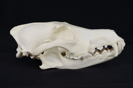 Geriatric Coyote Skull