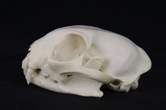 Pathological Bobcat Skull