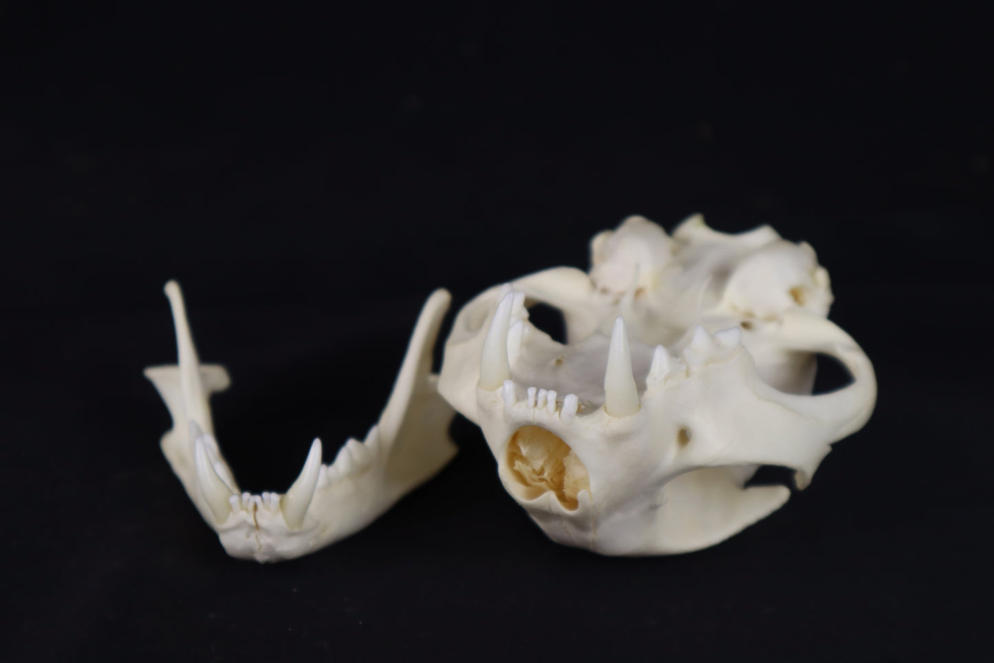 Pathological Bobcat Skull