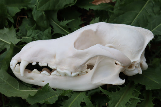 Pathological Coyote Skull