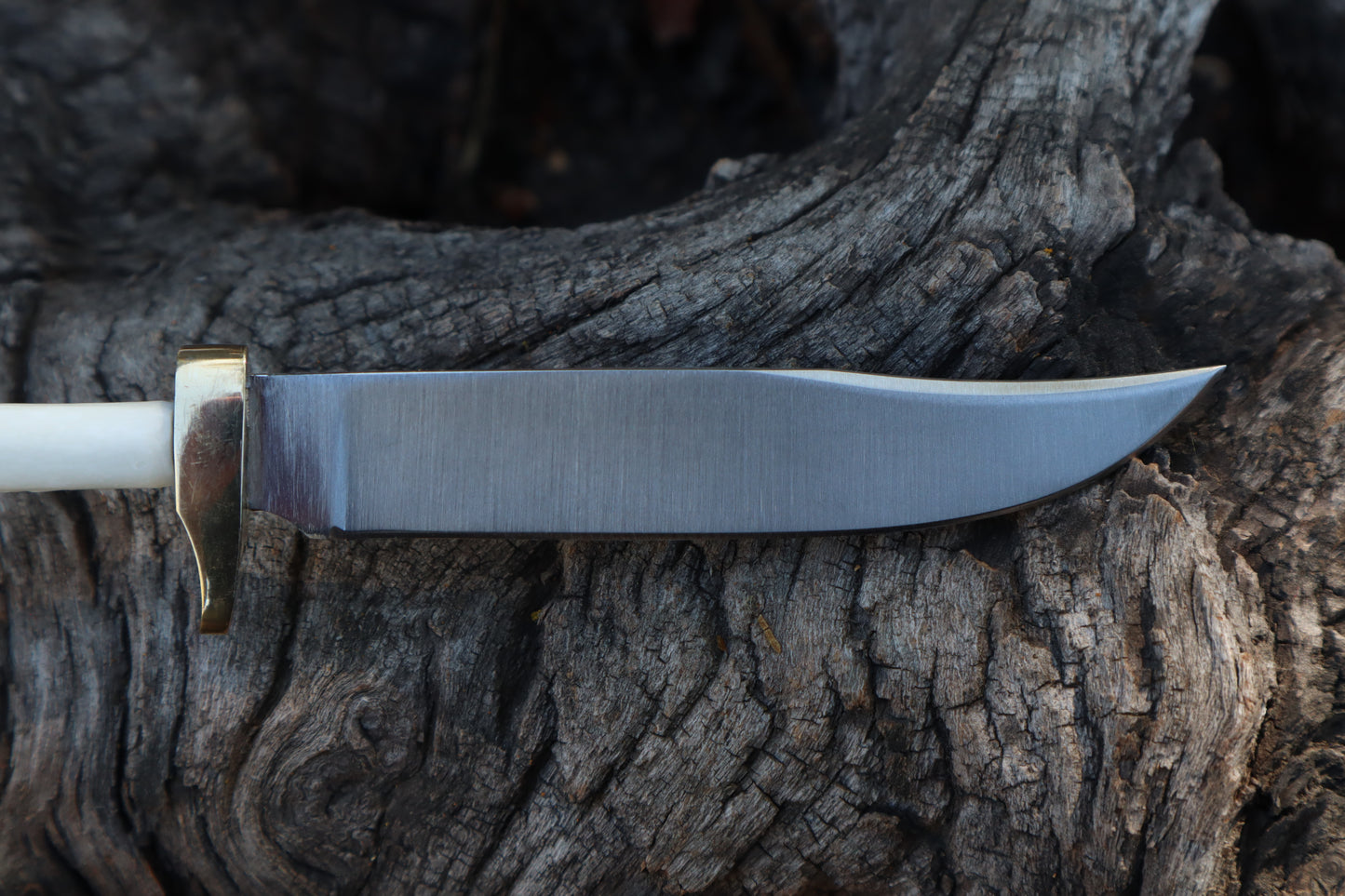 Domestic Cat Tibia Athame