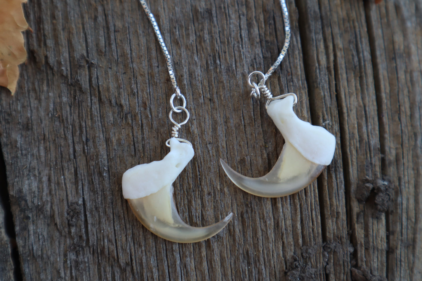 Bobcat Claw Earrings - .925 Silver