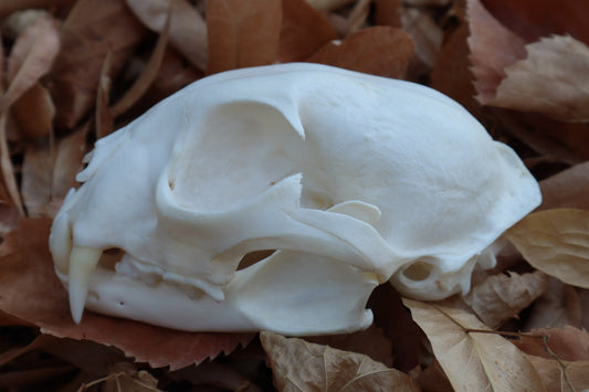 Alaskan Lynx Skull