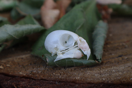 Craft Parakeet Skull