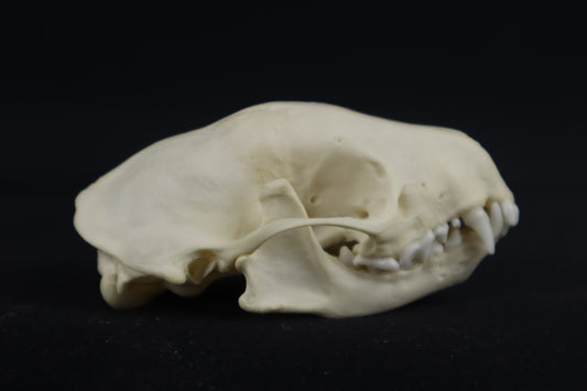 Skunk Skull