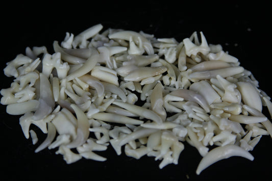 Craft Tooth Lot (50)