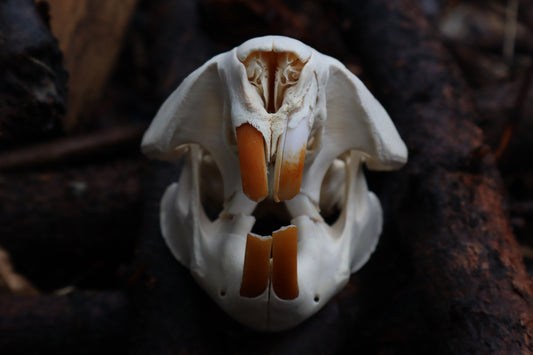 Pathological Beaver Skull