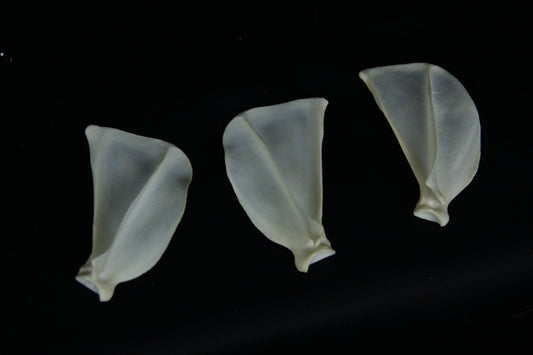 Craft Red Fox Scapula Lot (3)