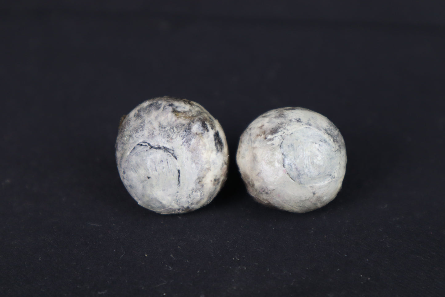 Dry Preserved Bobcat Eyes