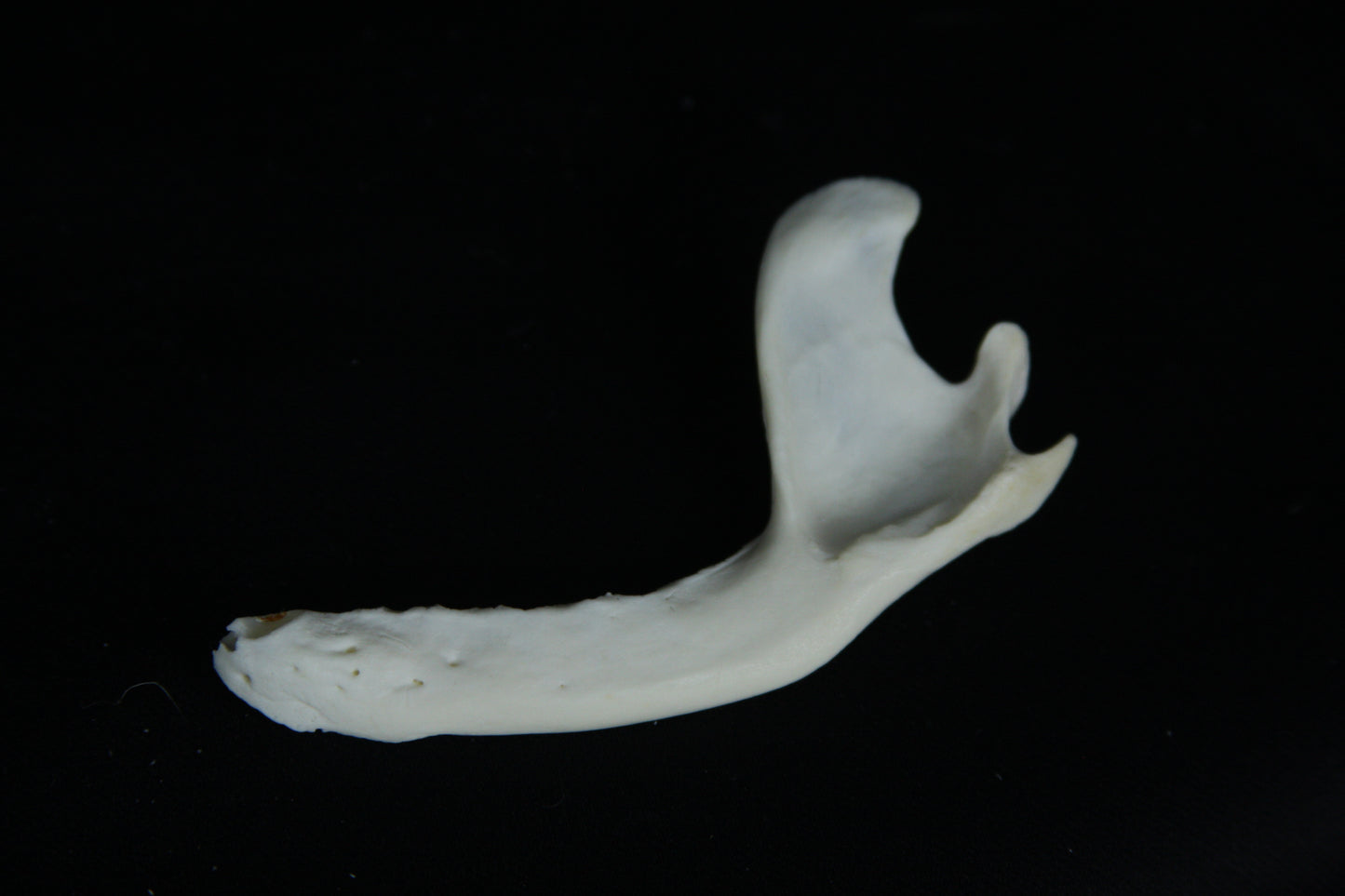 Partial Mandible Craft Grade