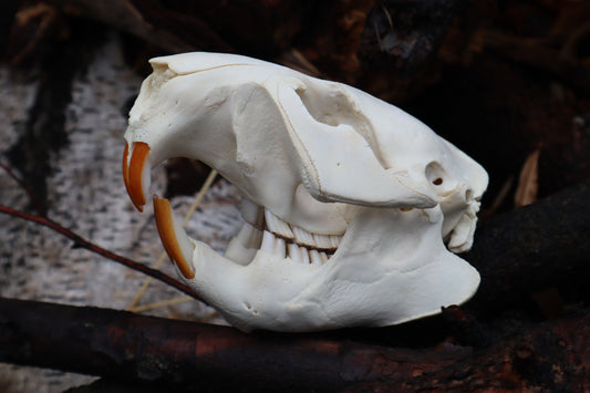 Beaver Skull