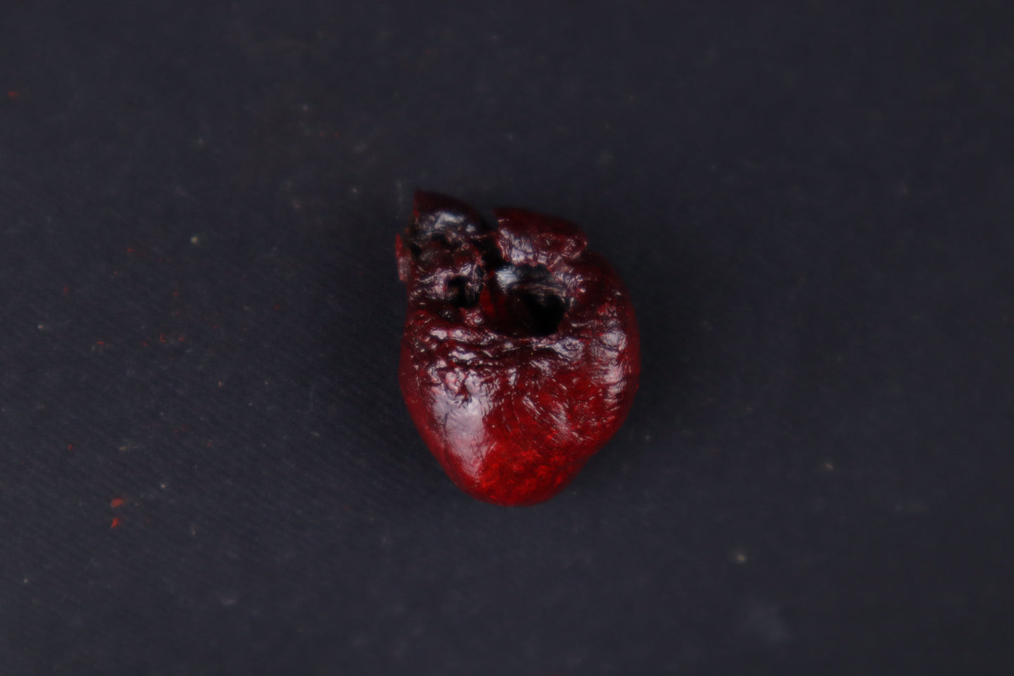 Dry Preserved Mink Heart