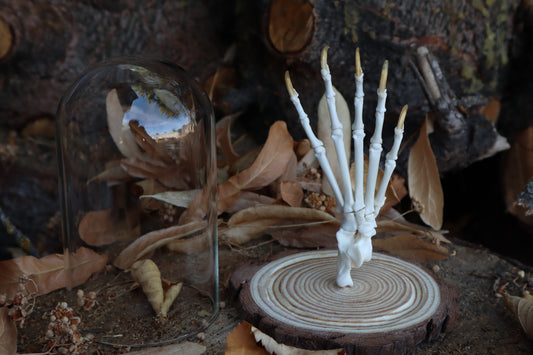 Raccoon Paw Articulation in Glass Dome