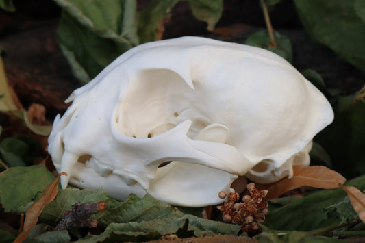 Alaskan Lynx Skull