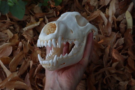 Juvenile Alaskan Gray Wolf Skull